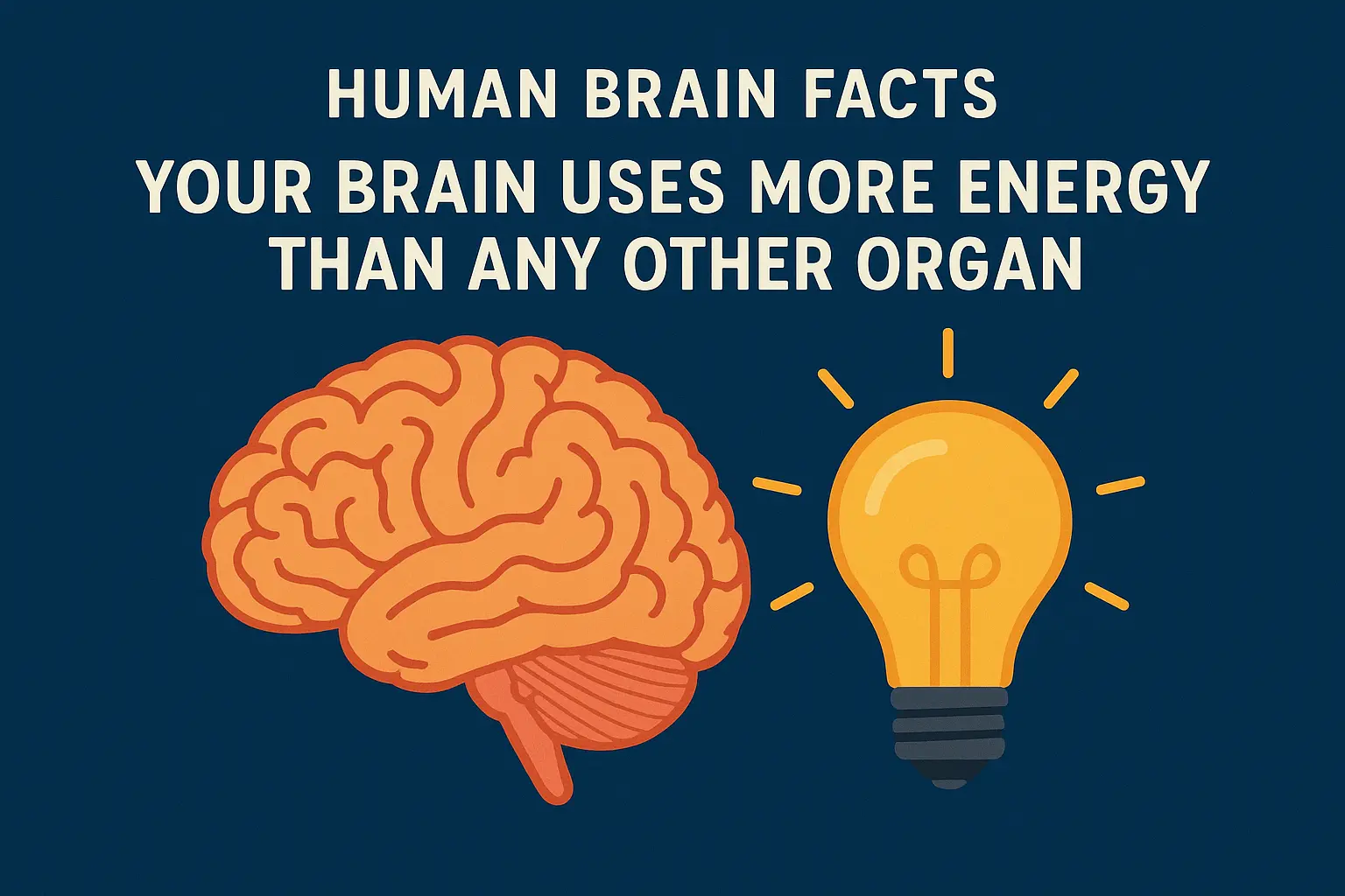 Human Brain Facts Your Brain Uses More Energy Than Any Other Organ