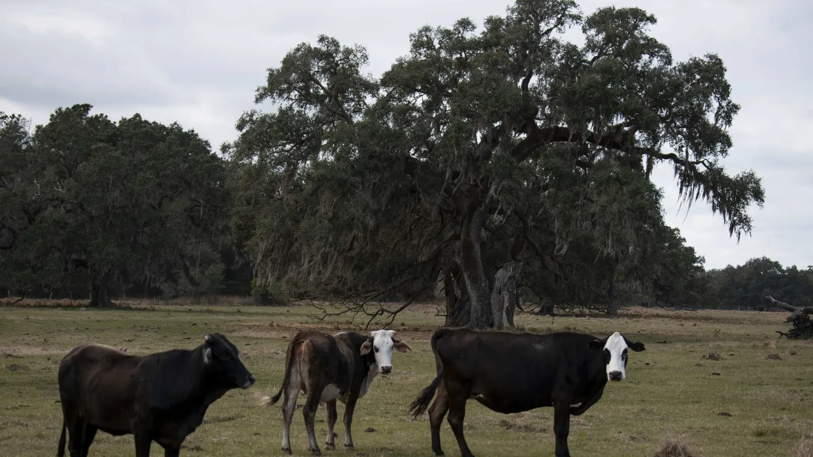 Karnataka forest, grazing ban, wildlife safety
