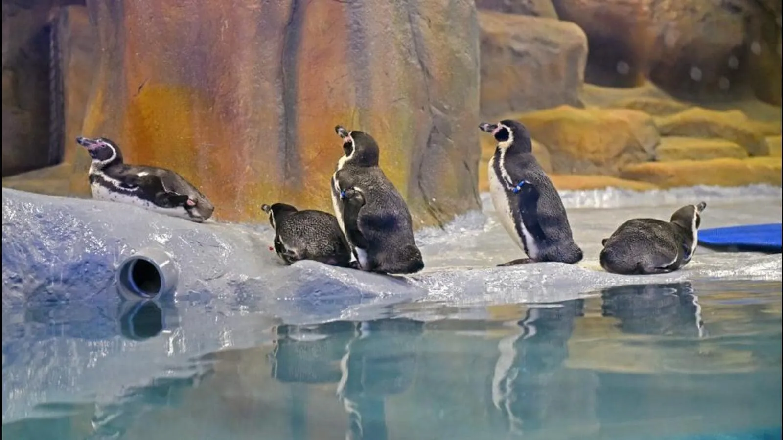 Penguins, breeding zones, population growth