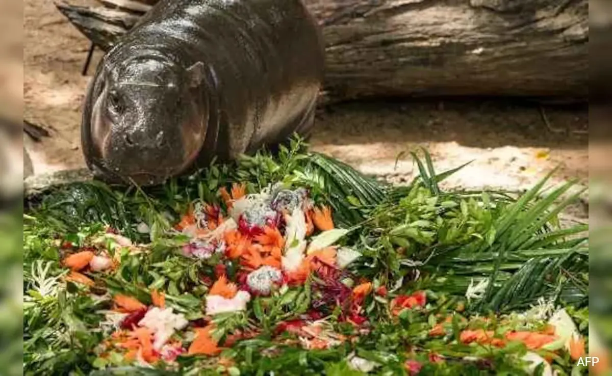 pygmy hippo, Moo Deng, birthday